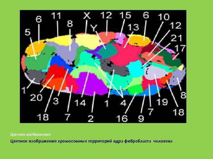 Цветное изображение хромосомных территорий ядра фибробласта человека 