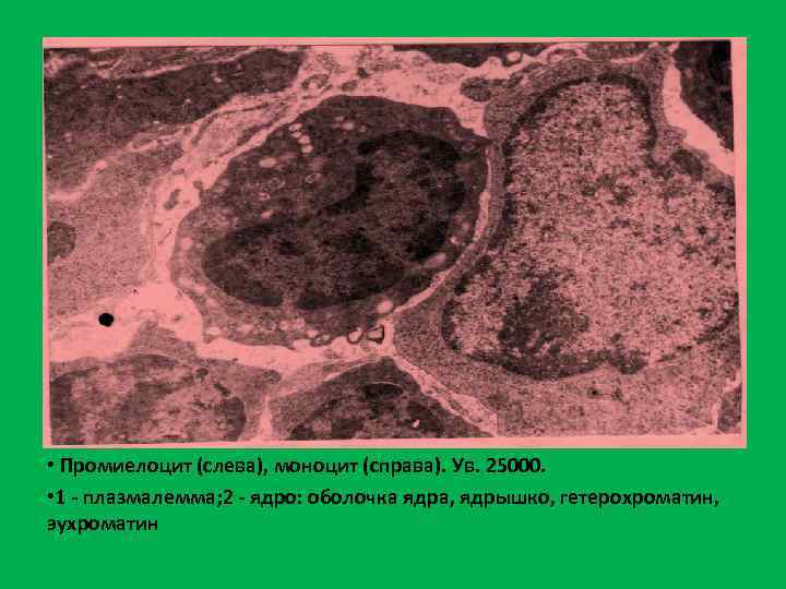  • Промиелоцит (слева), моноцит (справа). Ув. 25000.  • 1 - плазмалемма; 2