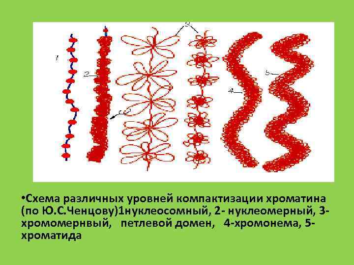  • Схема различных уровней компактизации хроматина (по Ю. С. Ченцову)1 нуклеосомный, 2 -