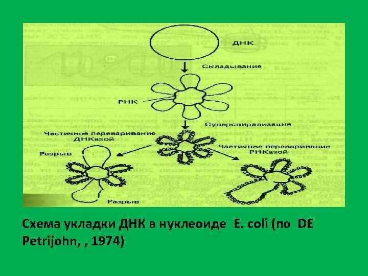 Схема укладки ДНК в нуклеоиде E. coli (по DE Petrijohn, , 1974) 