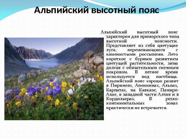 Почему на кавказе один из верхних поясов. Растительный мир субальпийских и альпийских лугов в России. Альпийские, субальпийские Луга климат. Субальльпийский пояс Кавказа. Субальпийский Альпийский пояс расположение.