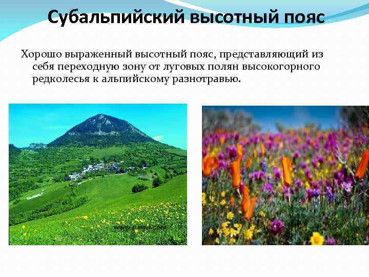 На какой высоте расположен субальпийский пояс кавказ. Субальпийский пояс Кавказа. Субальпийский и Альпийский пояса. Альпийский высотный пояс. Субальпийский пояс растения.