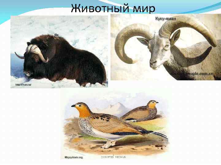 Животный мир 