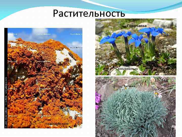 Растительность 