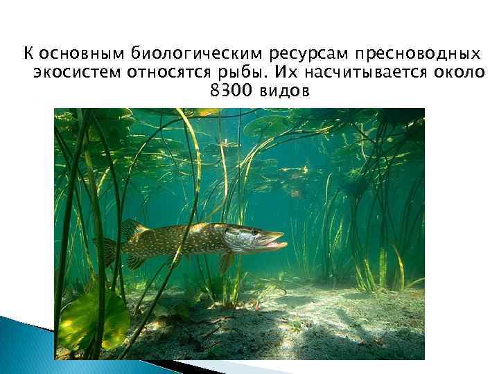 К основным биологическим ресурсам пресноводных экосистем относятся рыбы. Их насчитывается около   