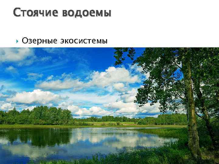 Стоячие водоемы Озерные экосистемы 