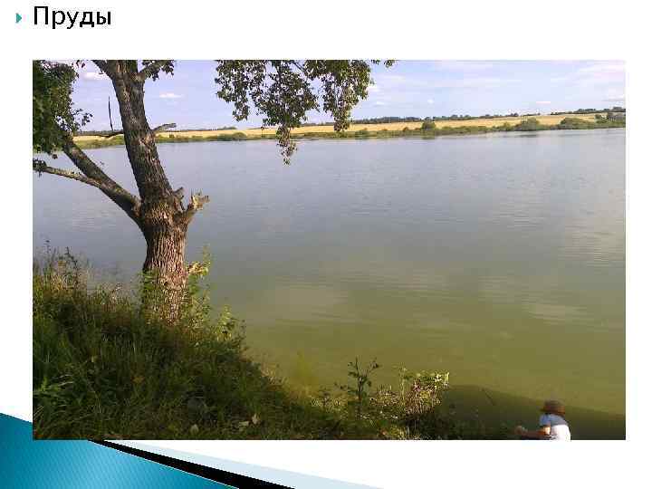   Пруды 