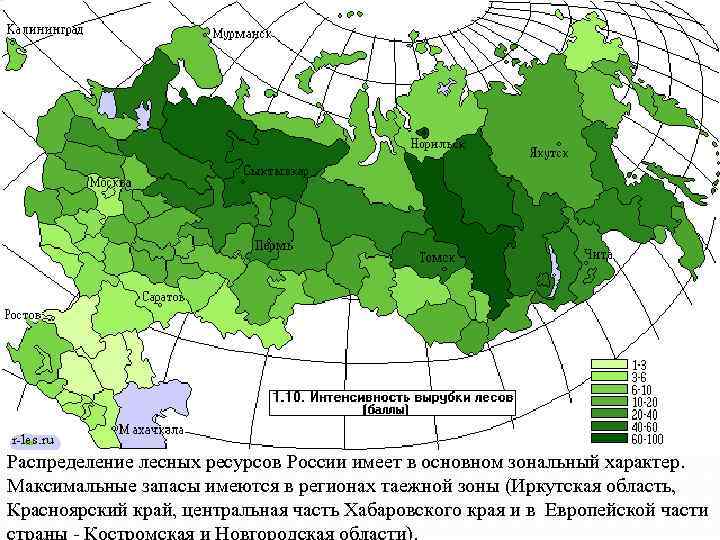 Рaспределение лесных ресурсов России имеет в основном зонaльный хaрaктер.  Мaксимaльные зaпaсы имеются в