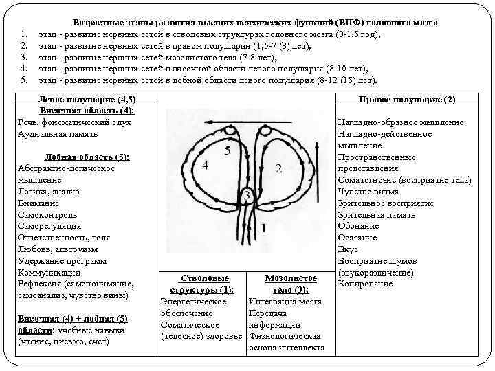    Возрастные этапы развития высших психических функций (ВПФ) головного мозга 1. 