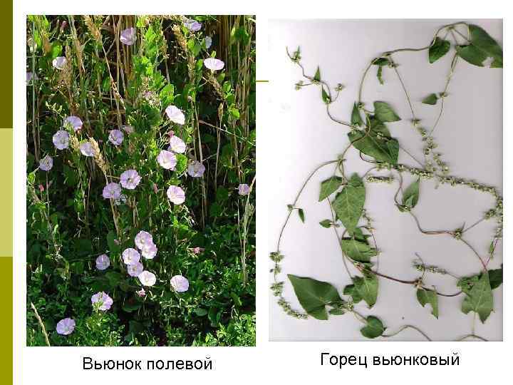 Вьюнок полевой  Горец вьюнковый 