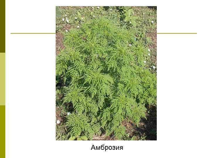 Амброзия 