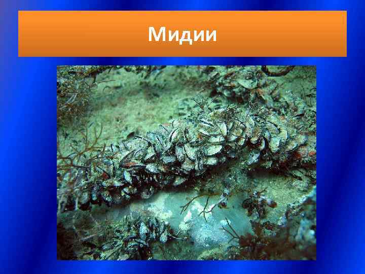 Мидии 