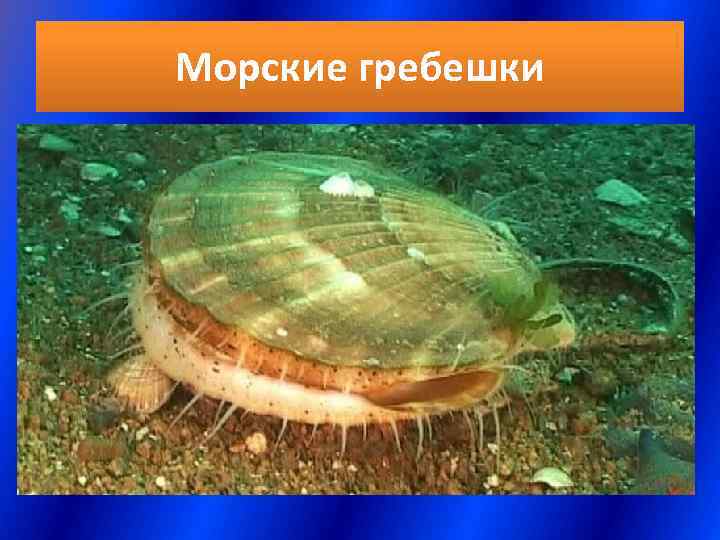 Морские гребешки 