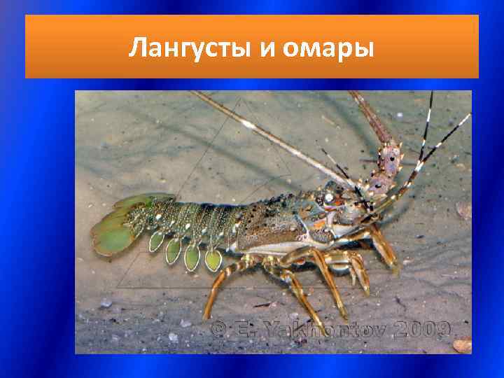 Лангусты и омары 