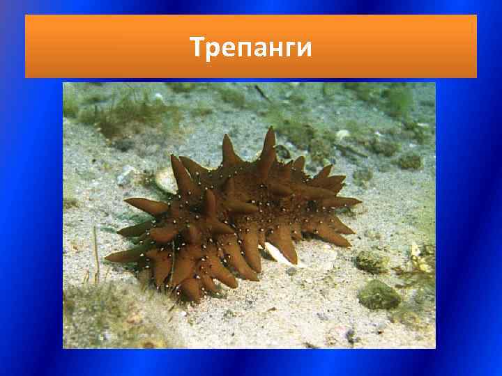 Трепанги 