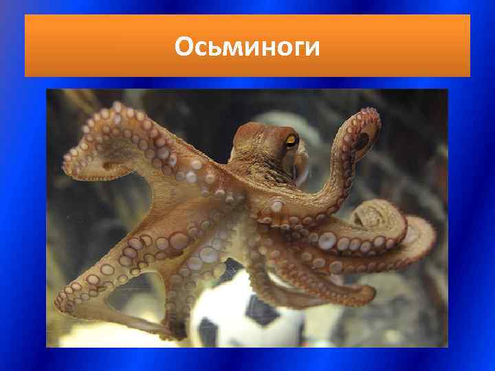 Осьминоги 