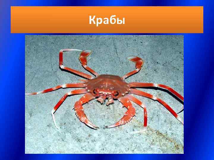 Крабы 