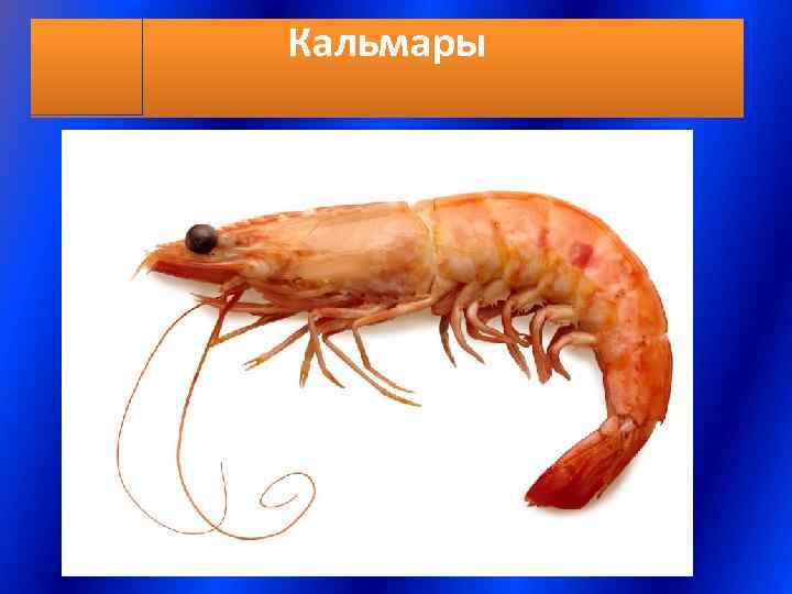 Кальмары 