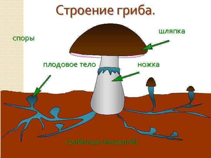 Строение гриба рисунок. Гриб строение грибница шляпка ножка. Строение грибницы. Строение споры гриба.