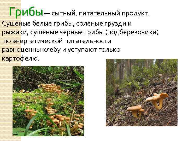  Грибы — сытный, питательный продукт. Сушеные белые грибы, соленые грузди и рыжики, сушеные