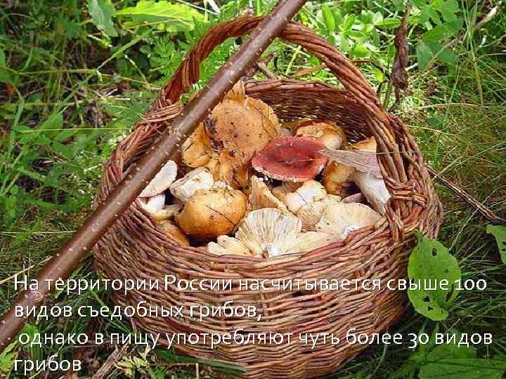 На территории России насчитывается свыше 100 видов съедобных грибов, однако в пищу употребляют чуть
