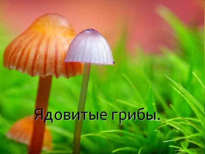 Ядовитые грибы. 