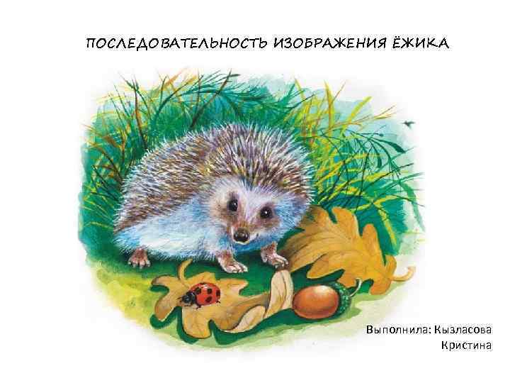 ПОСЛЕДОВАТЕЛЬНОСТЬ ИЗОБРАЖЕНИЯ ЁЖИКА      Выполнила: Кызласова    Кристина