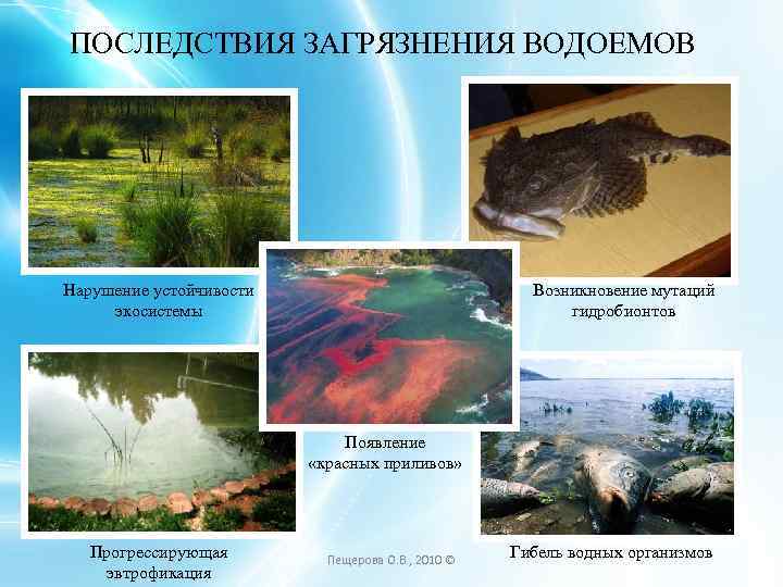 На рисунке показано что в процессе эвтрофикации в водоеме может произойти