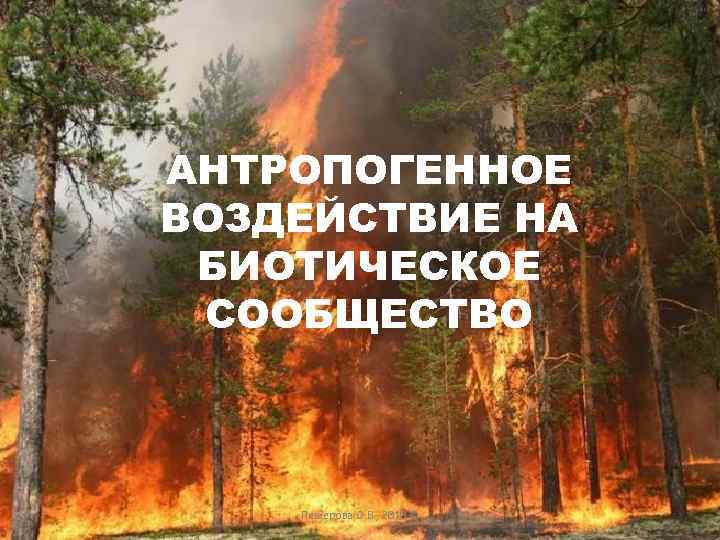 АНТРОПОГЕННОЕ ВОЗДЕЙСТВИЕ НА БИОТИЧЕСКОЕ СООБЩЕСТВО  Пещерова О. В. , 2010 © 