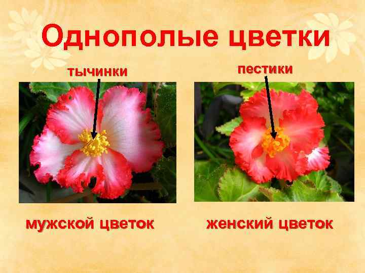  Однополые цветки тычинки   пестики мужской цветок  женский цветок 