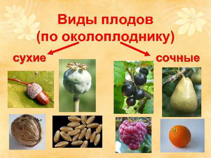  Виды плодов  (по околоплоднику) сухие   сочные 