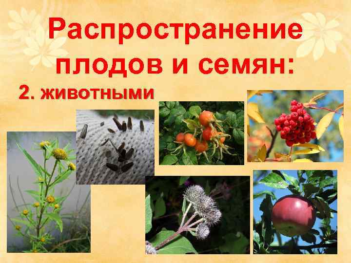  Распространение  плодов и семян: 2. животными 