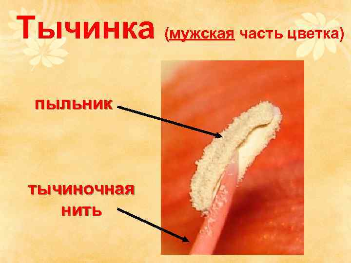 Тычинка (мужская часть цветка)  пыльник тычиночная нить 