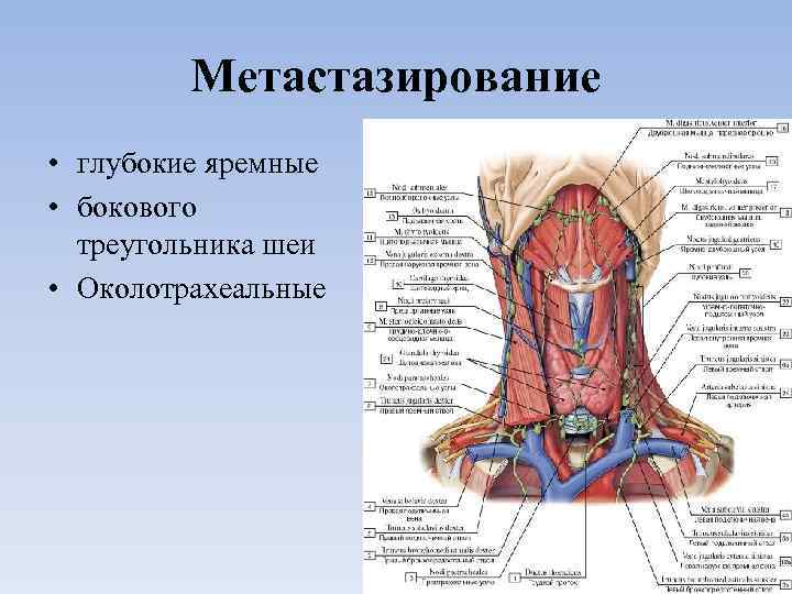 Лимфоузлы щитовидной железы. Строение щитовидной железы и лимфоузлов шеи.