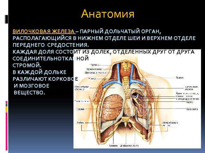 Вилочковая железа рисунок