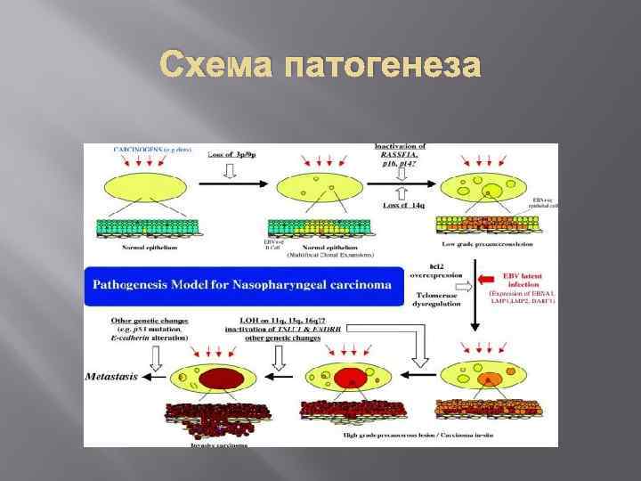 Патогенез дизентерии схема