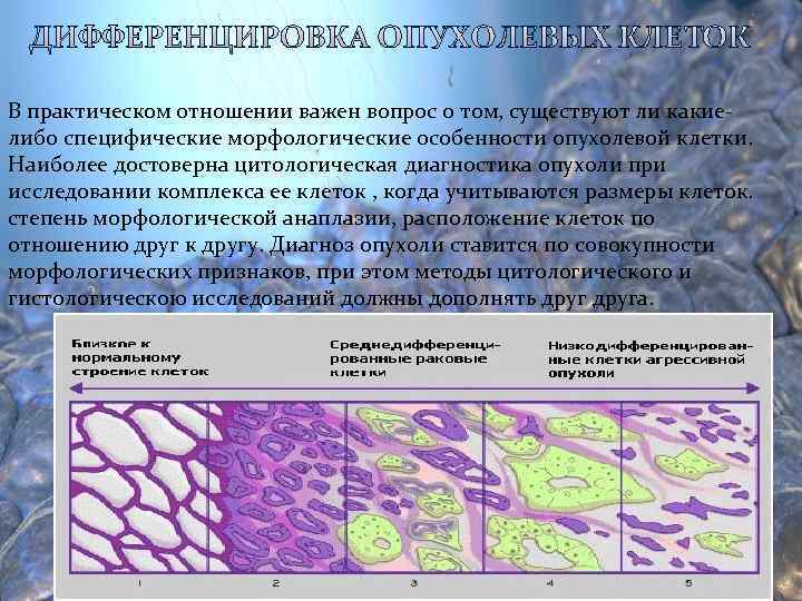 В практическом отношении важен вопрос о том, существуют ли какие- либо специфические морфологические особенности