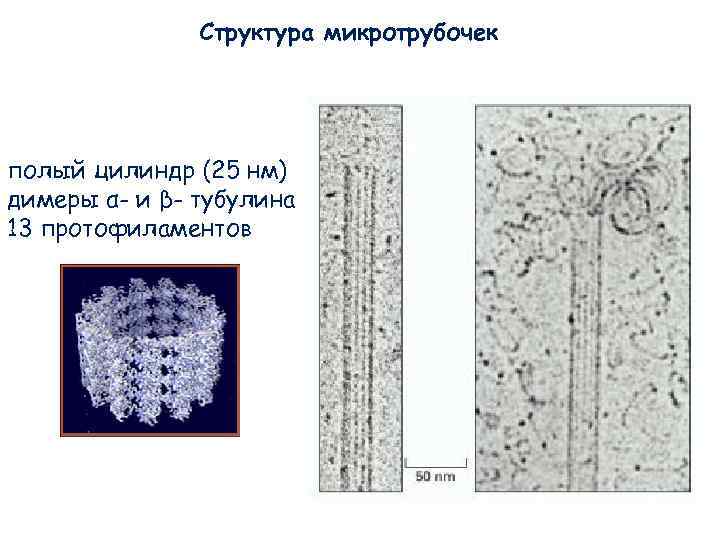 Структура микротрубочек полый цилиндр (25 нм) димеры α- и β- Структура микротрубочек полый цилиндр (25 нм) димеры α- и β-
