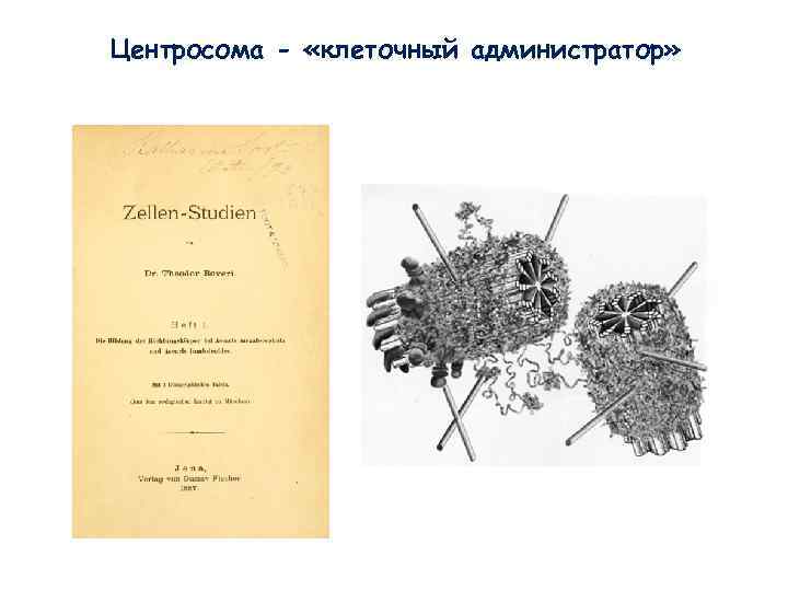 Центросома - «клеточный администратор» Центросома - «клеточный администратор»