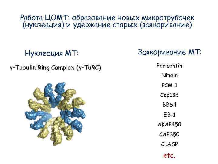 Работа ЦОМТ: образование новых микротрубочек (нуклеация) и удержание старых (заякоривание) Нуклеация Работа ЦОМТ: образование новых микротрубочек (нуклеация) и удержание старых (заякоривание) Нуклеация