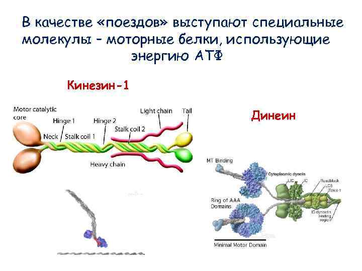 Двигательные белки. Кинезин и АТФ. Моторные белки кинезин и динеин. Кинезин функции. Динеин и кинезин функции.