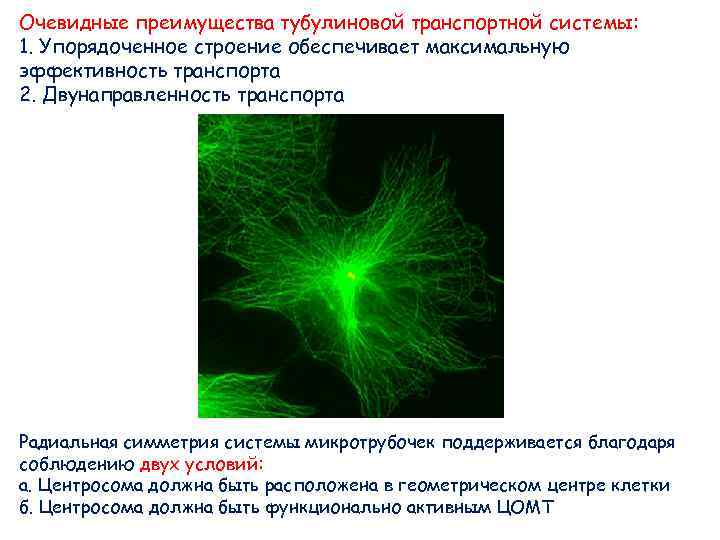 Очевидные преимущества тубулиновой транспортной системы: 1. Упорядоченное строение обеспечивает максимальную эффективность транспорта 2. Двунаправленность Очевидные преимущества тубулиновой транспортной системы: 1. Упорядоченное строение обеспечивает максимальную эффективность транспорта 2. Двунаправленность
