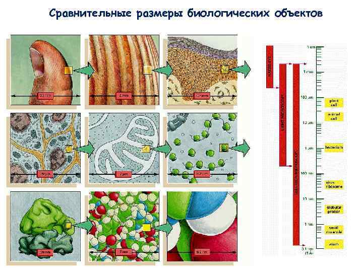 Сравнительные размеры биологических объектов Сравнительные размеры биологических объектов