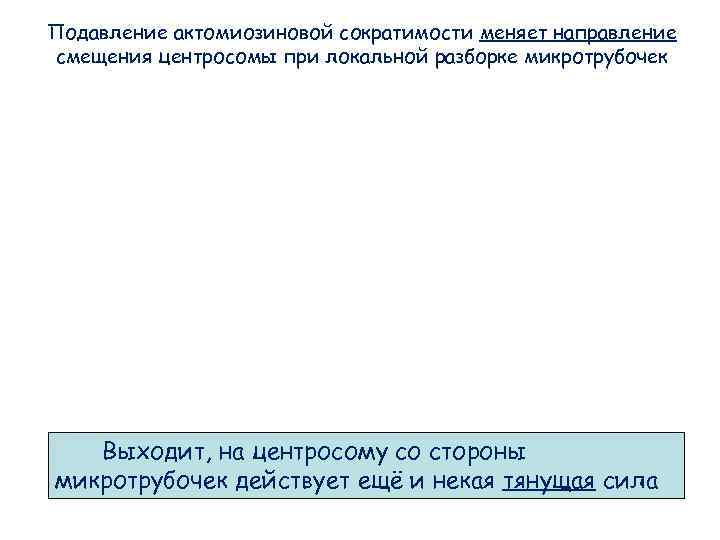 Подавление актомиозиновой сократимости меняет направление смещения центросомы при локальной разборке микротрубочек Выходит, на Подавление актомиозиновой сократимости меняет направление смещения центросомы при локальной разборке микротрубочек Выходит, на