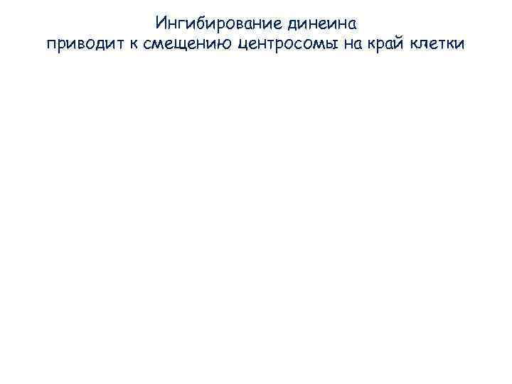 Ингибирование динеина приводит к смещению центросомы на край клетки Ингибирование динеина приводит к смещению центросомы на край клетки