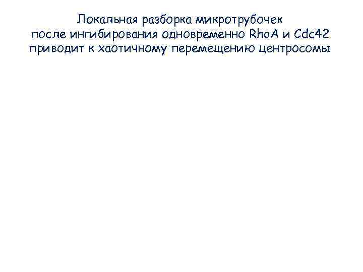 Локальная разборка микротрубочек после ингибирования одновременно Rho. A и Cdc 42 приводит Локальная разборка микротрубочек после ингибирования одновременно Rho. A и Cdc 42 приводит