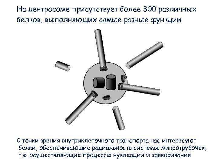 На центросоме присутствует более 300 различных белков, выполняющих самые разные функции С точки зрения На центросоме присутствует более 300 различных белков, выполняющих самые разные функции С точки зрения