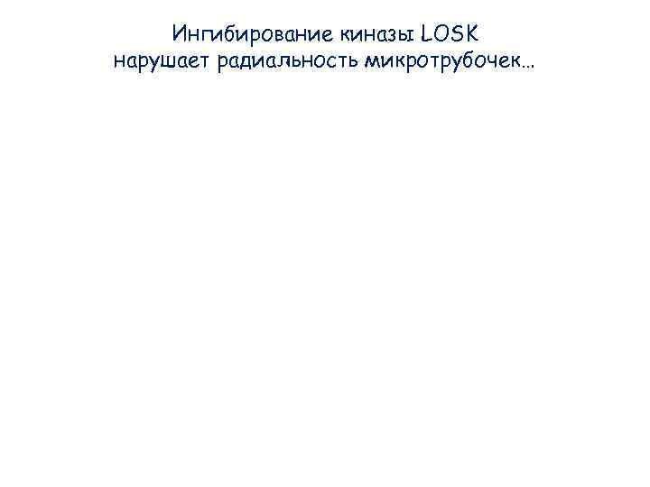 Ингибирование киназы LOSK нарушает радиальность микротрубочек… Ингибирование киназы LOSK нарушает радиальность микротрубочек…