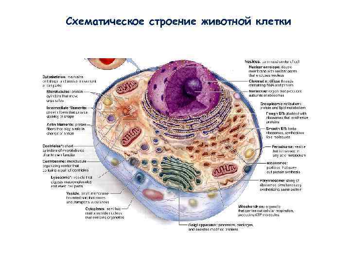 Схематическое строение животной клетки Схематическое строение животной клетки