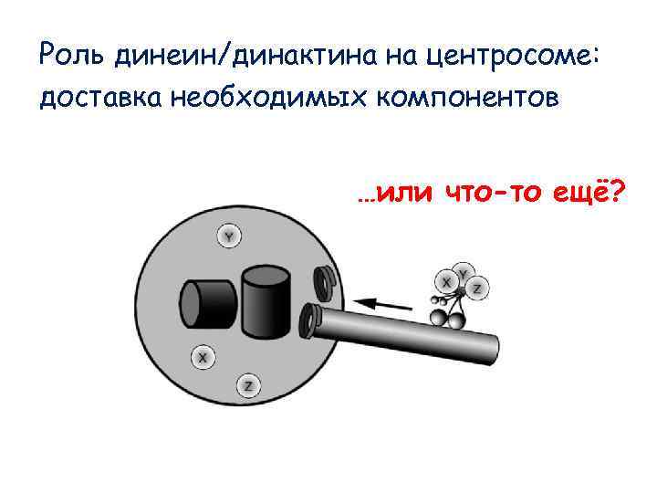 Роль динеин/динактина на центросоме: доставка необходимых компонентов …или что-то ещё? Роль динеин/динактина на центросоме: доставка необходимых компонентов …или что-то ещё?